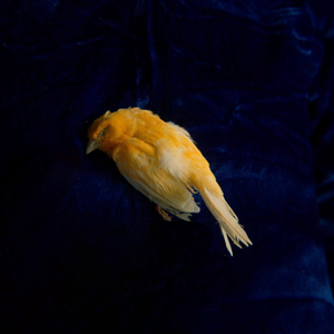 女生第一次Av免费
